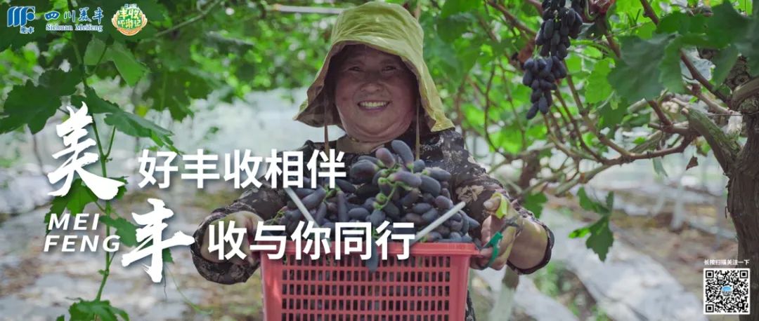 中國農資：跟隨四川美豐見證豐收之美