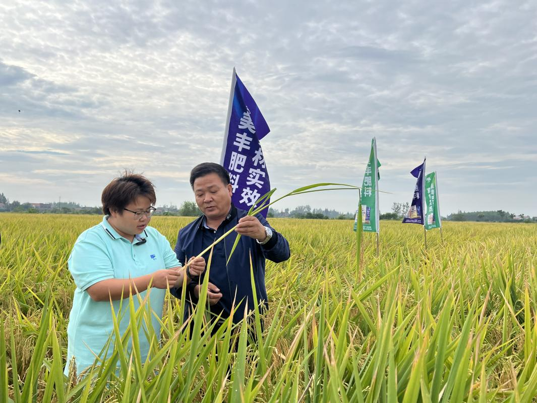 中國農資：增產率16.58%，美豐助力水稻增產豐收